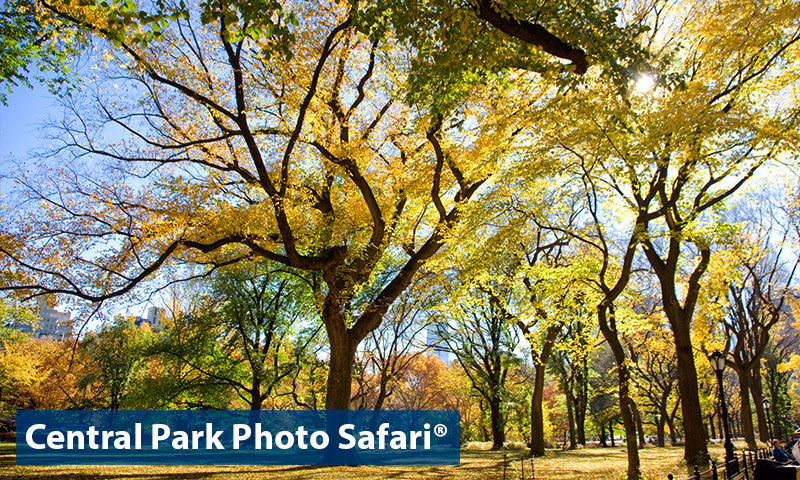 Photography workshop at Central Park